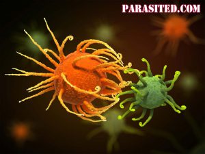 Parasited